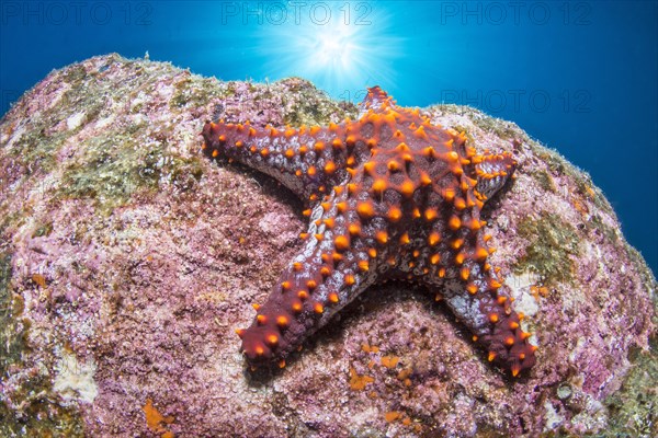 Panamic cushion seastar