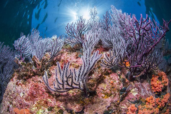 Purple Sea fan