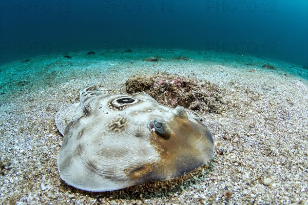 Ocellated electric ray