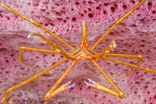 Yellowline arrow crab