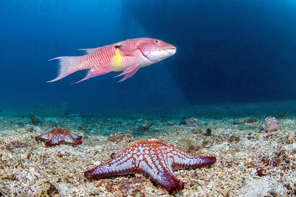 Mexican hogfish
