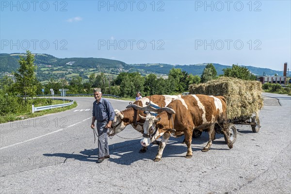 Farmer with ox cart with hay