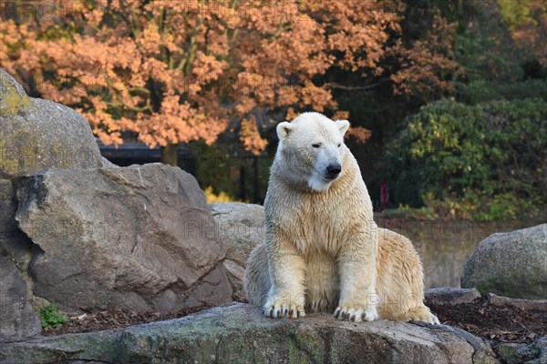 Polar bear