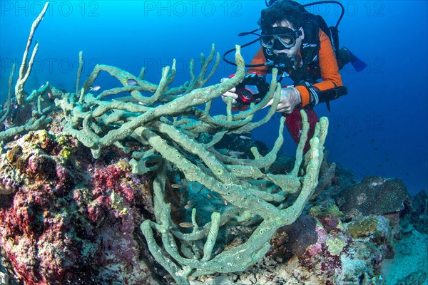 Cushion-finger green sponge