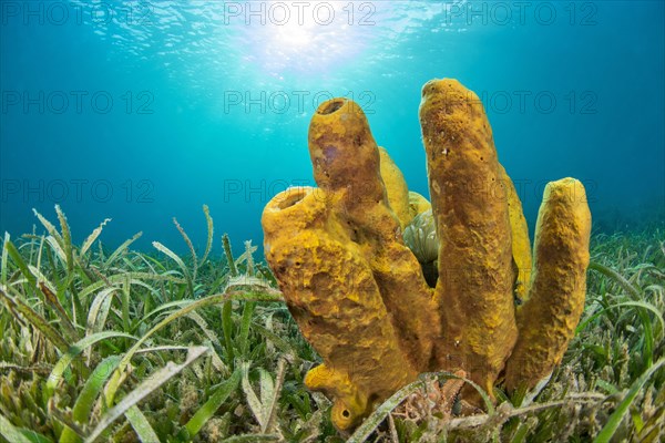 Yellow Tube Sponge