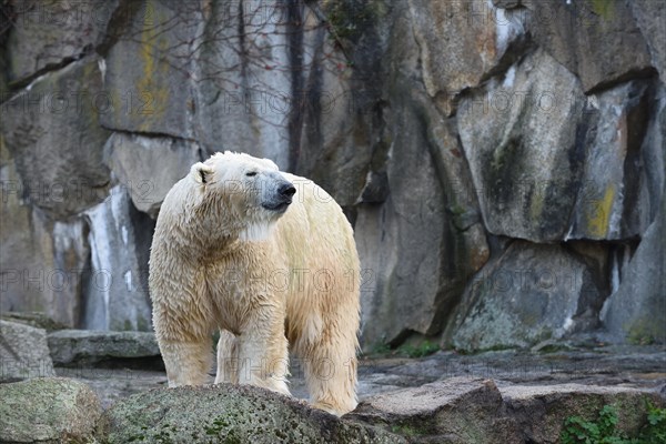 Polar bear