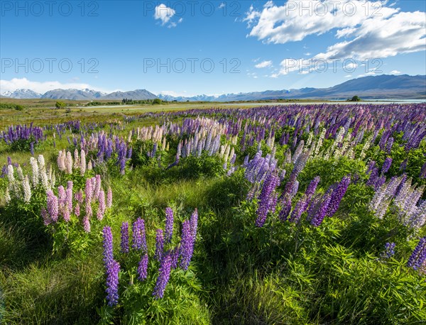 Purple large-leaved lupins