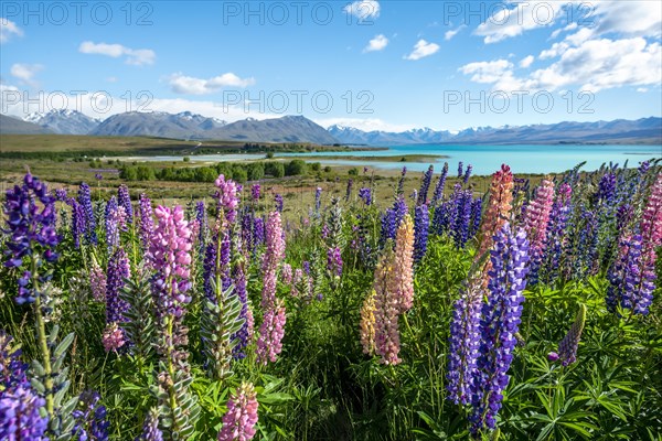 Purple large-leaved lupins