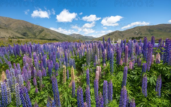 Purple flowering Large-leaved lupin