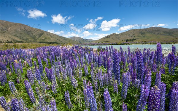 Purple flowering Large-leaved lupin