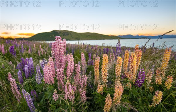 Pink and yellow Large-leaved lupins