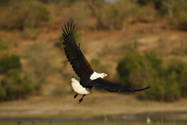 African fish eagle