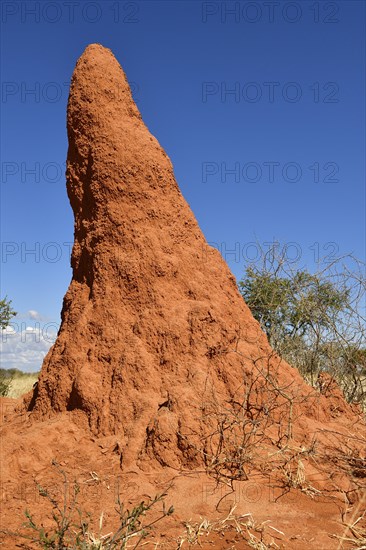 Termite mound near Waterberg