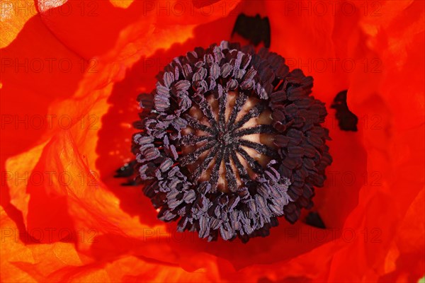 Oriental poppy