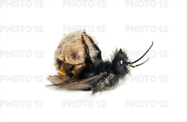 Slip of a horned mason bee