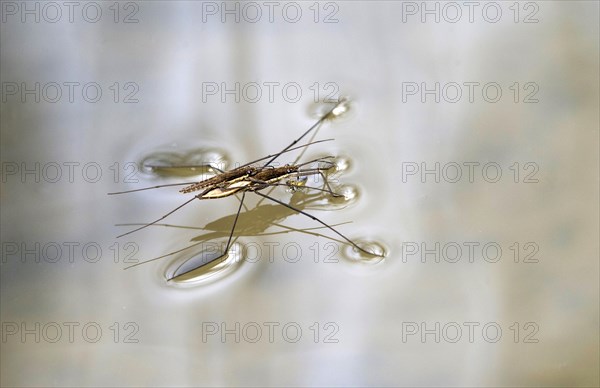 Common pond skater