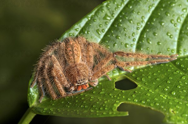 Weaver spider Heteropoda davidbowie