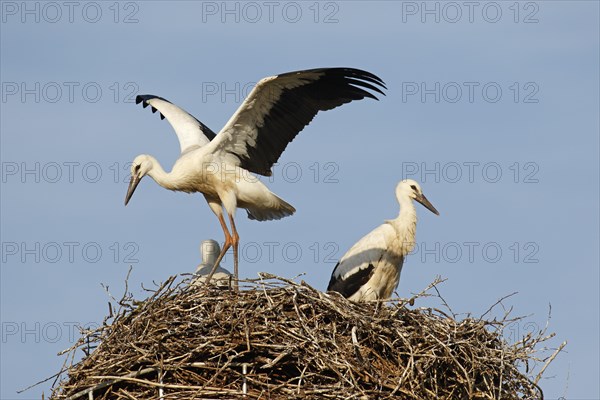 Young White storks