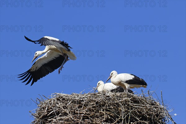 White storks