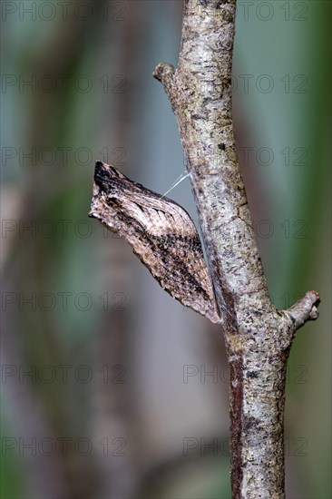 Belted pupa of a Swallowtail butterfly