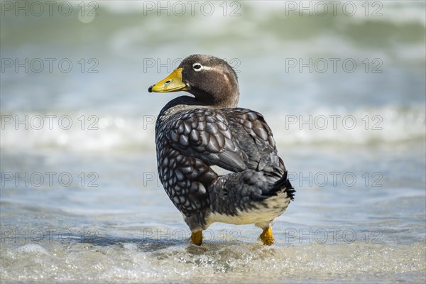 Falkland Steamer Duck