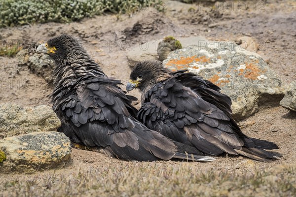 Striated Caracaras