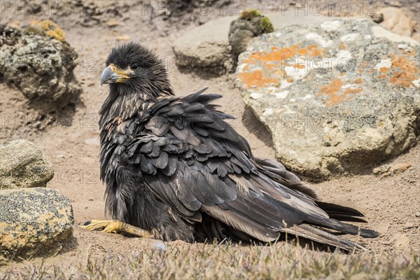 Striated Caracara