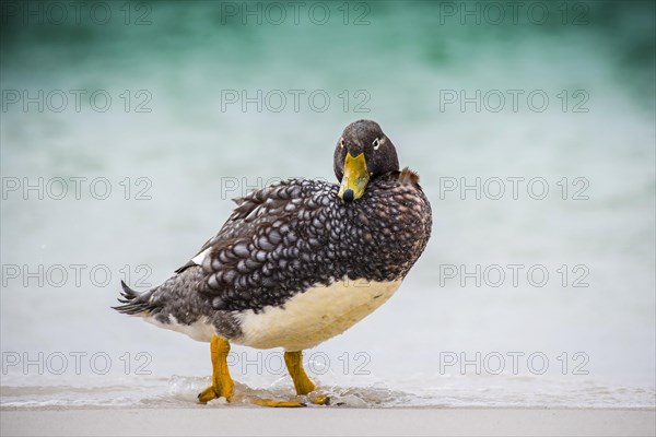 Falkland Steamer Duck