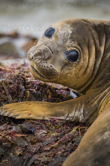 Southern elephant seal