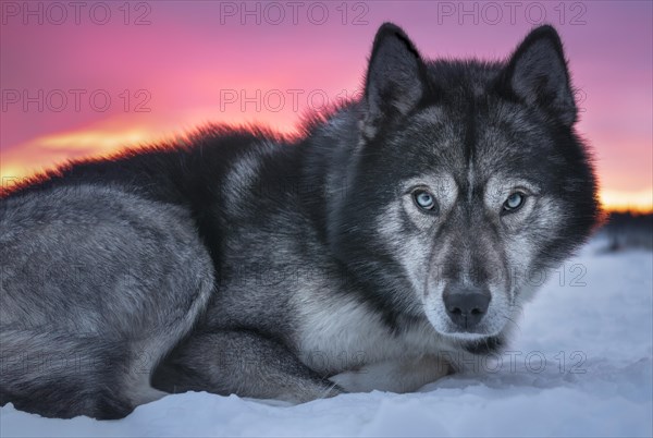 Husky with blue eyes looks at viewer