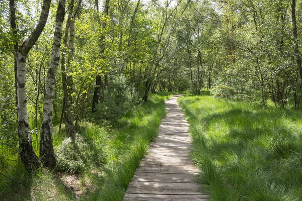 Boardwalk through the birch forest