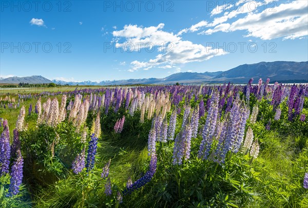 Purple large-leaved lupins