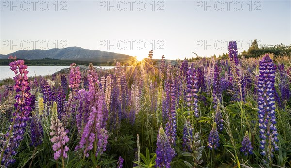 Purple Large-leaved lupins