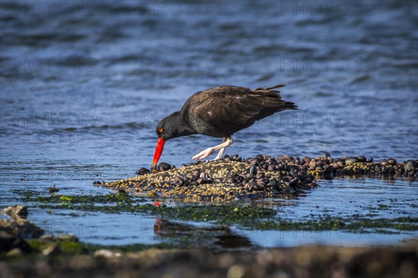 Blackish Oystercatcher