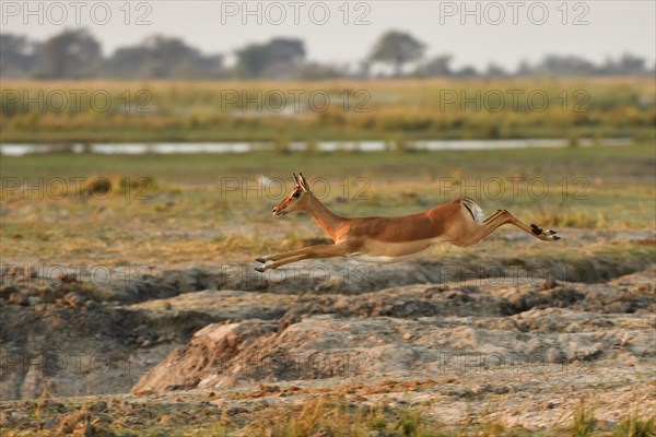 Impala