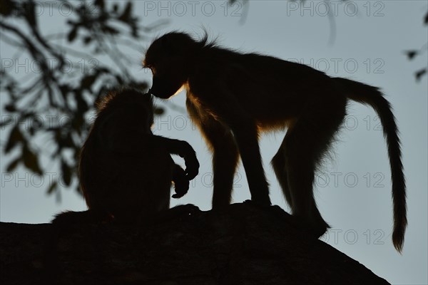 Two Chacma baboons