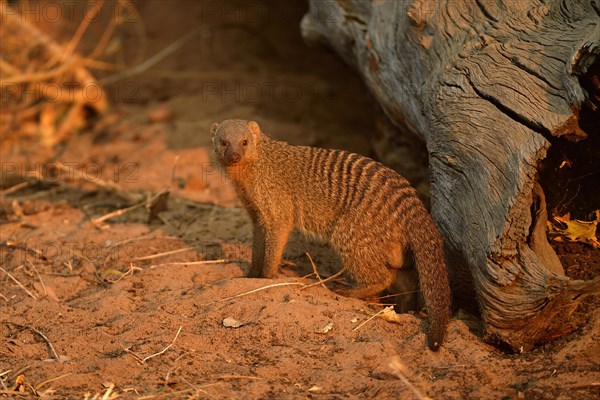 Banded mongoose