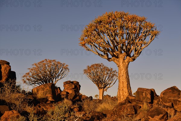 Quiver treeforest