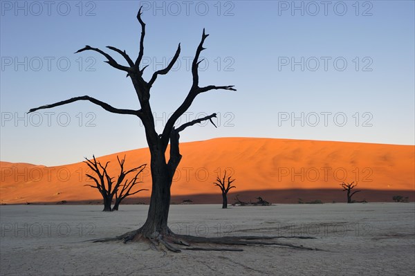 Dead camelthorn trees