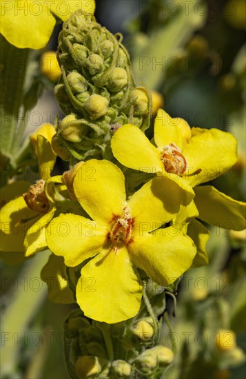 Great mullein