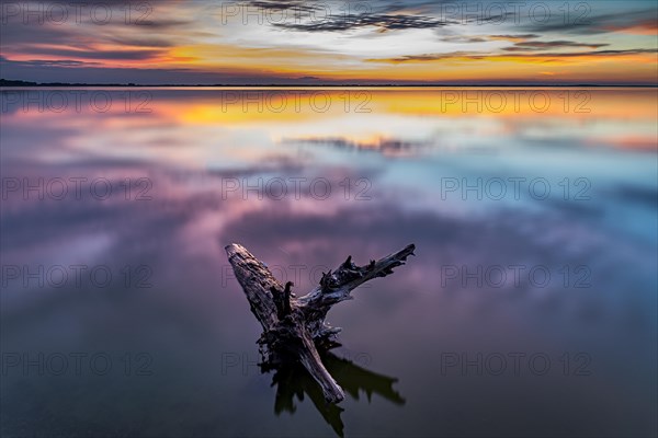 Tree trunk in water