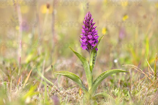 Western marsh orchid