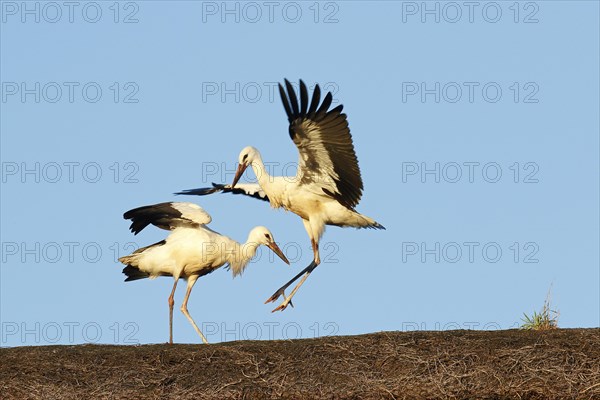 Young White storks