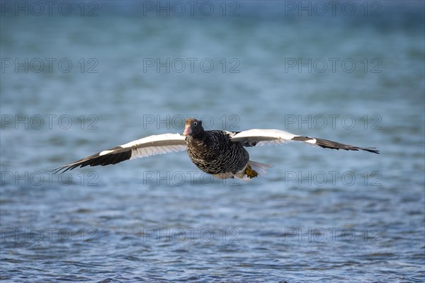 Kelp Goose