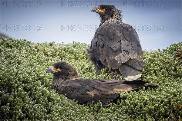 Striated Caracara