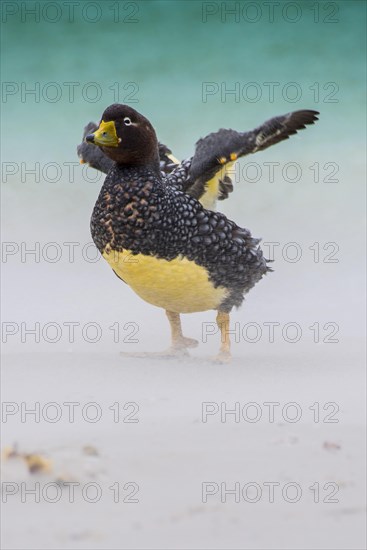 Falkland Steamer Duck