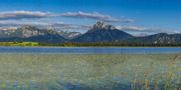 Hopfensee with Water lilies