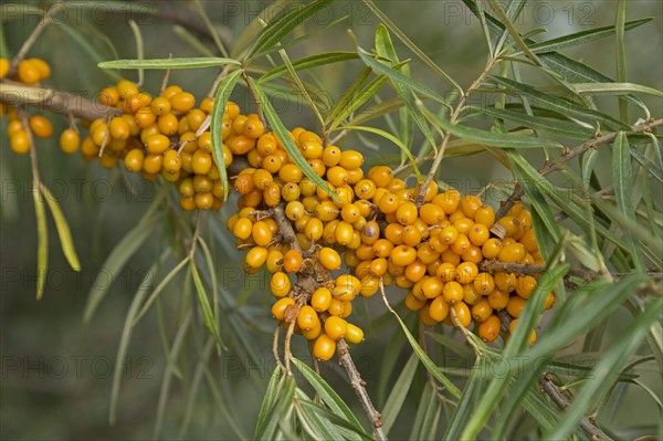 Common sea-buckthorn