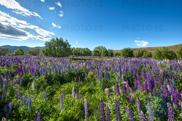 Purple large-leaved lupins