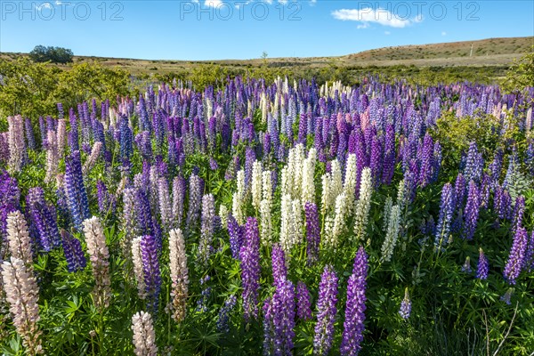 Purple large-leaved lupins